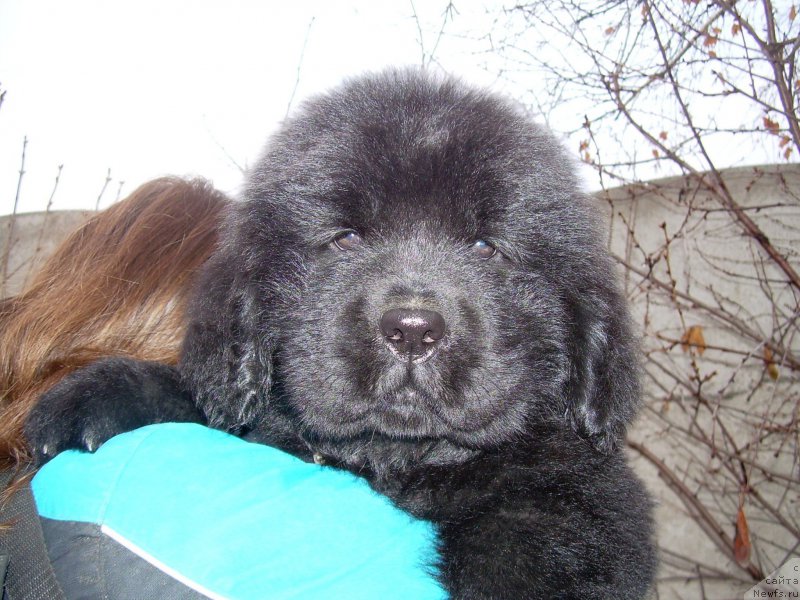 Фото: ньюфаундленд Velyke Malyatko Evshan-Zillya