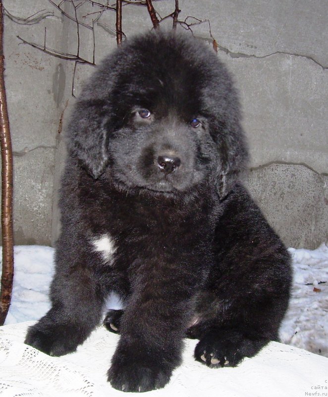 Фото: ньюфаундленд Velyke Malyatko Enej