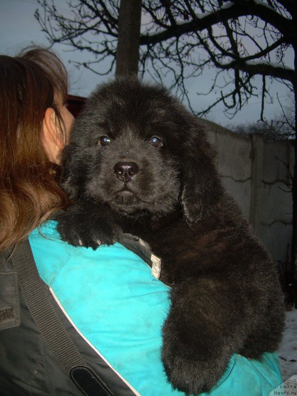 Фото: ньюфаундленд Velyke Malyatko Enej