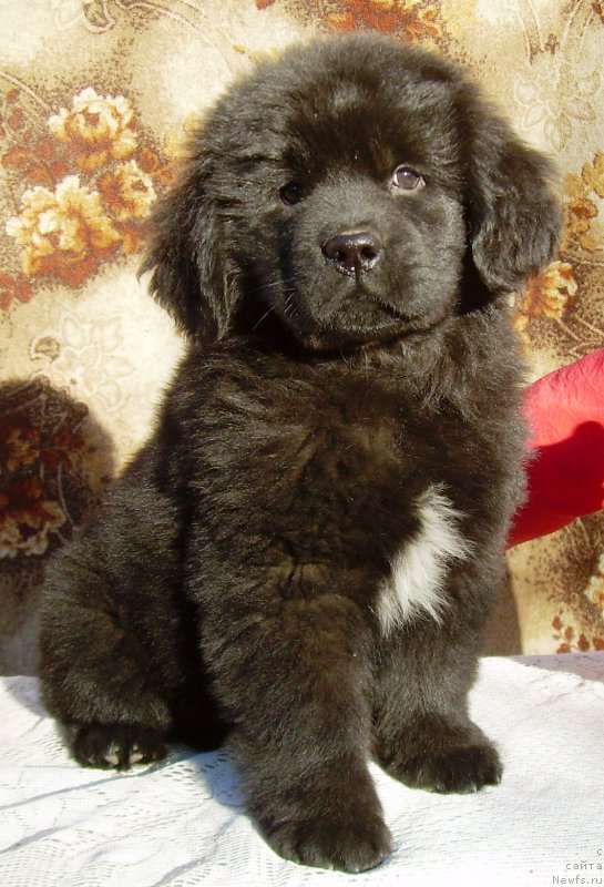Фото: ньюфаундленд Velyke Malyatko Edyna