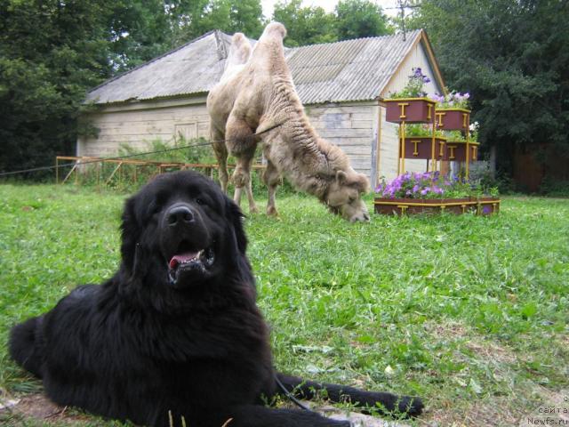 Фото: ньюфаундленд Arman'yak Dushi Moey (Арманьяк Души Моей)
