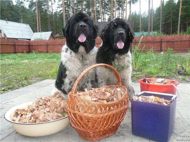 Фото: ньюфаундленд Plyushevaya Panda La Bella (Плюшевая Панда Ла Белла), ньюфаундленд Super Bizon Argo (Супер Бизон Арго)