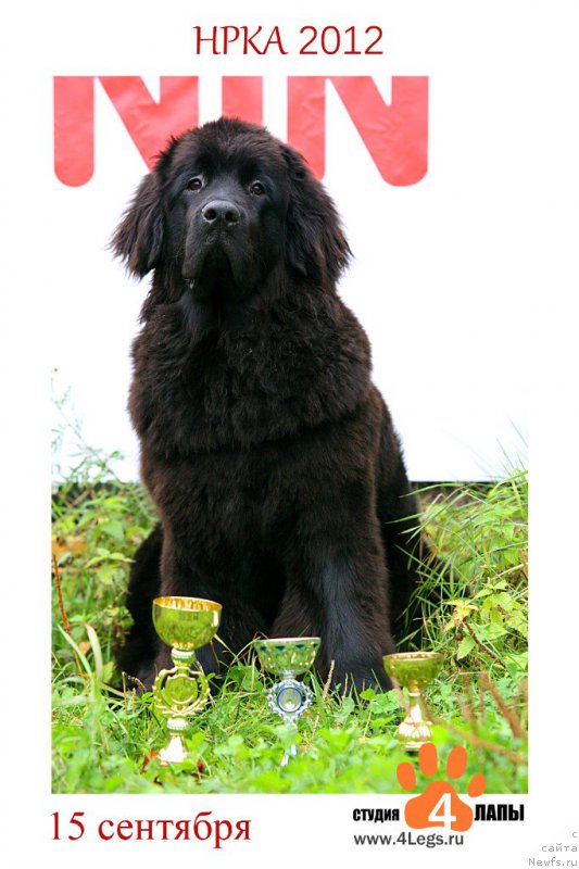 Фото: ньюфаундленд Severtan CHelsi (Севертан Челси)