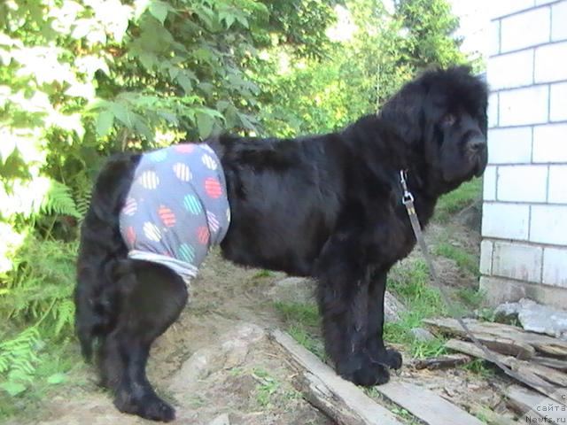 Фото: ньюфаундленд Talula Bell (Талула Белл)