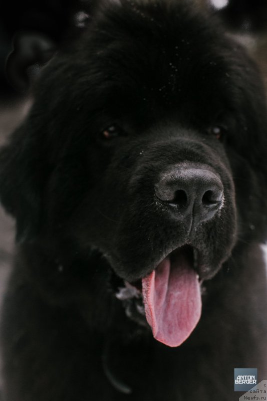 Фото: ньюфаундленд YElbert Maunt iz Antagrada (Элберт Маунт из Антаграда)