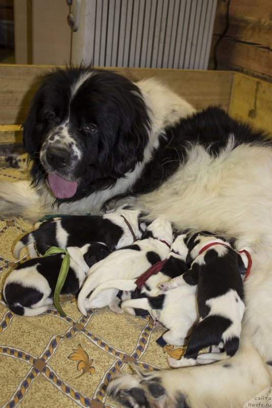 Фото: ньюфаундленд Sent Djons Dalida (Сент Джонс Далида)