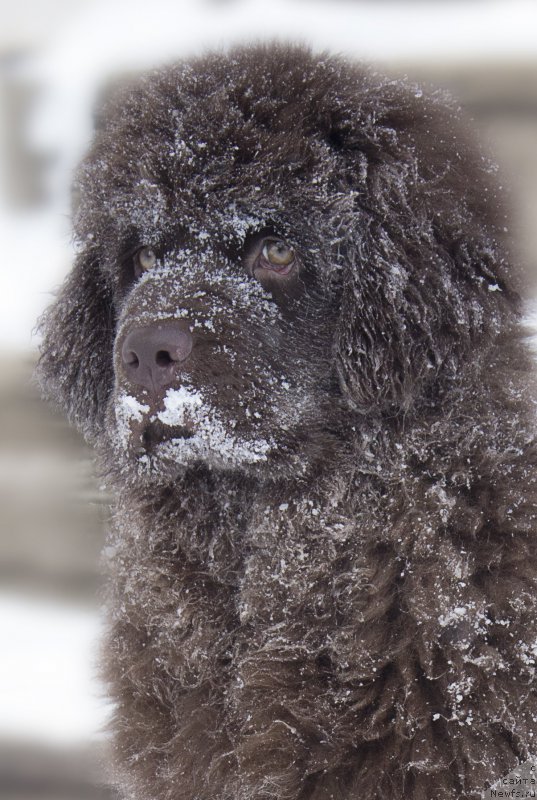 Фото: ньюфаундленд Naomi Tagoliri for Brouwnblood (Наоми Таголири фор Браунблад)