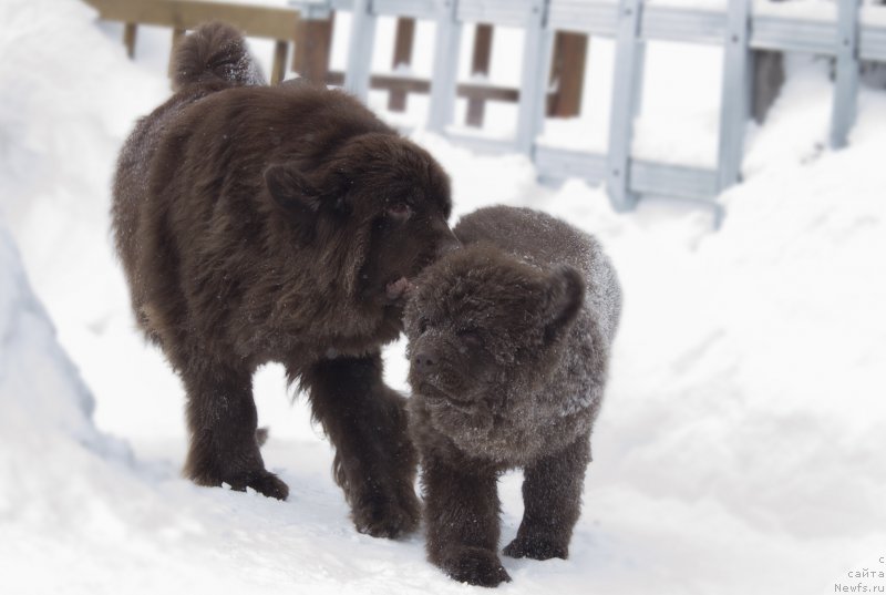Фото: ньюфаундленд Naomi Tagoliri for Brouwnblood (Наоми Таголири фор Браунблад), ньюфаундленд Sverkayuzhaya Gora Mashame (Сверкающая Гора Машаме)