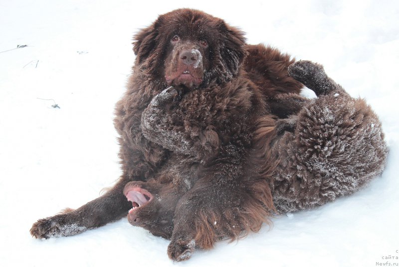 Фото: ньюфаундленд Sverkayuzhaya Gora Mashame (Сверкающая Гора Машаме), ньюфаундленд Naomi Tagoliri for Brouwnblood (Наоми Таголири фор Браунблад)