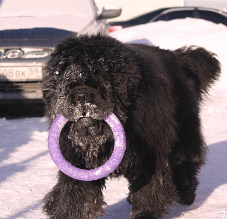 Фото: ньюфаундленд Njufort Fidel (Ньюфорт Фидель)