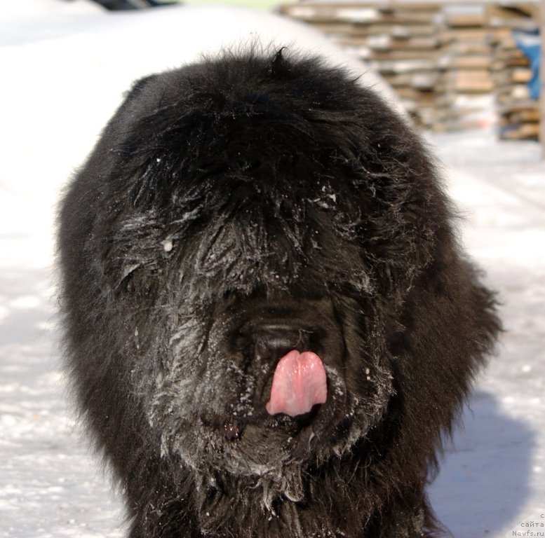 Фото: ньюфаундленд Njufort Fidel (Ньюфорт Фидель)