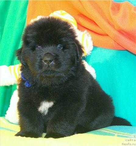 Фото: ньюфаундленд Duty Free of Apachee's Home