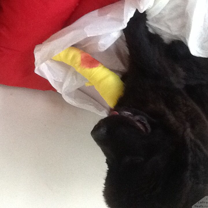 Фото: ньюфаундленд Brownblood MSK Harita Havva (Браунблад МСК Харита Хавва)