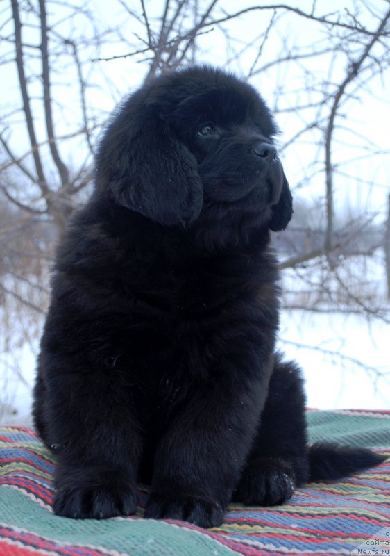 Фото: ньюфаундленд Moya Stihiya Kalipso Prelestnaya Nimfa (Моя Стихия Калипсо Прелестная Нимфа)