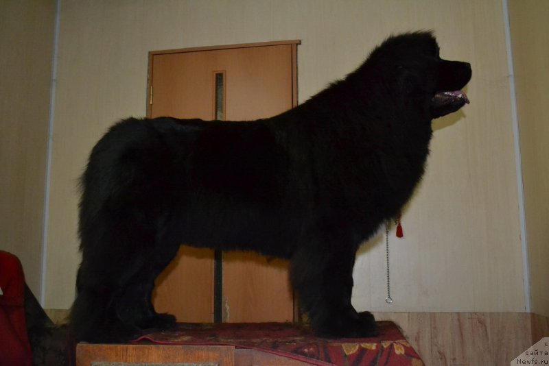 Фото: ньюфаундленд Talisman Morya Mishel' (Талисман Моря Мишель)