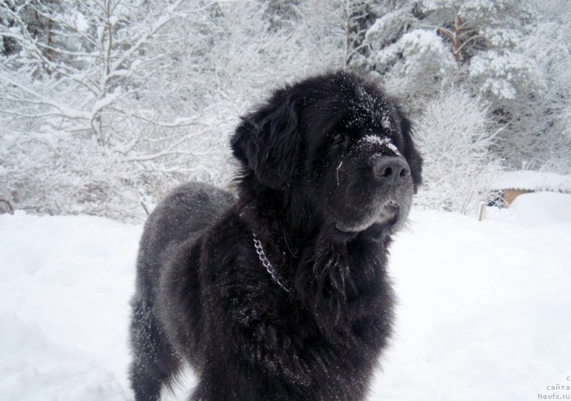 Фото: ньюфаундленд Arabella Doch' Vivata (Арабелла Дочь Вивата)