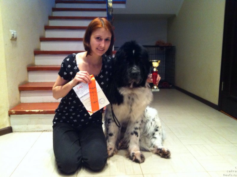 Фото: ньюфаундленд Sent Djons Viva Viktoria (Сент Джонс Вива Виктория)