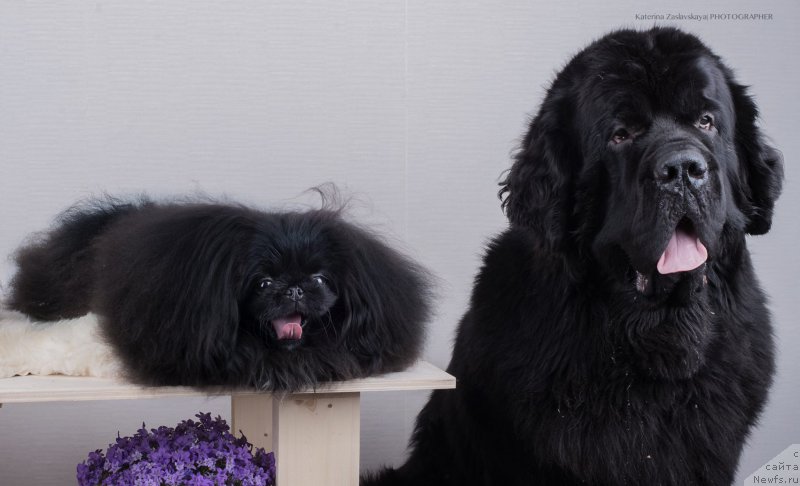 Фото: Нурлик в гостях у Ринго [d12647]