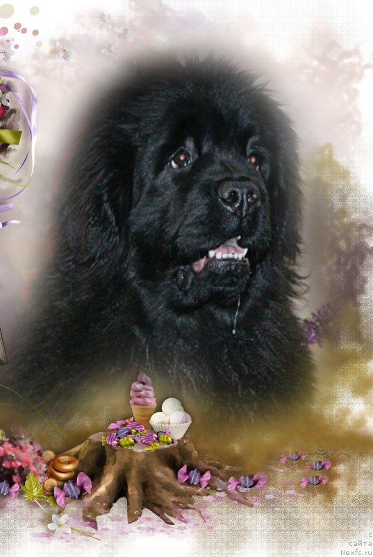 Фото: ньюфаундленд Mnogolikaya Boginya Manifik (Многоликая Богиня Манифик)