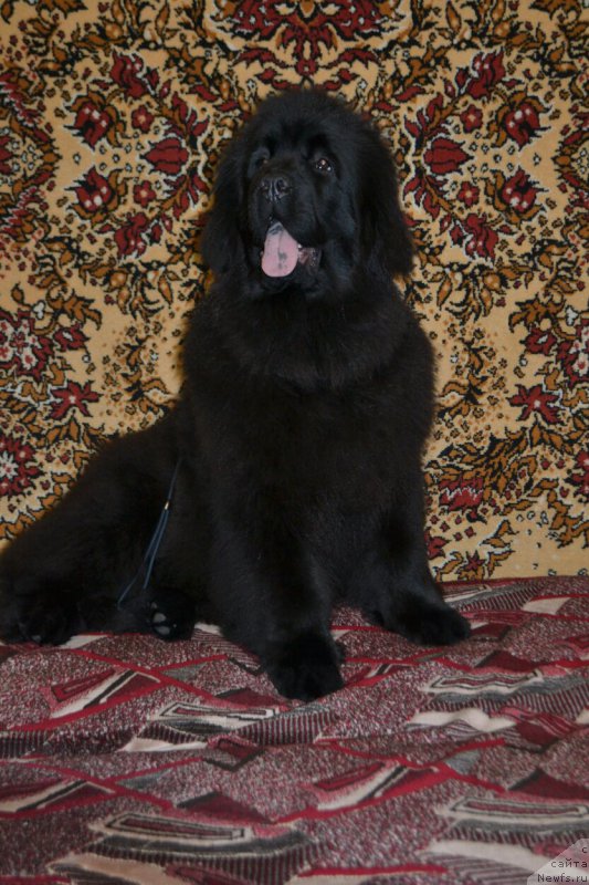 Фотография № 174329