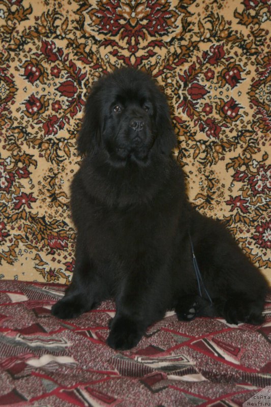 Фото: ньюфаундленд Mnogolikaya Boginya Manifik (Многоликая Богиня Манифик)