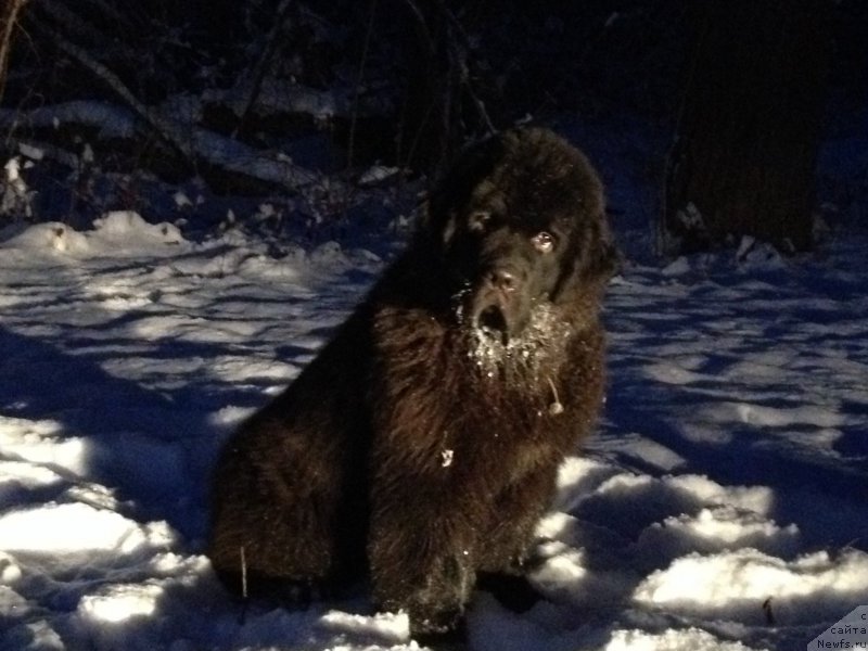 Фото: ньюфаундленд Basnja s Berega Dona (Басня с Берега Дона)