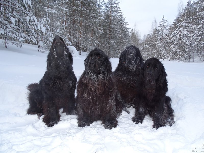 Фото: ньюфаундленд Akin Soul Sofiya (Акин Соул София), ньюфаундленд Lesnaya Skazka Lunnaya Sonata (Лесная Сказка Лунная Соната), ньюфаундленд Andjel Viktorius (Анджел Викториус), ньюфаундленд Baryishnya (Барышня)