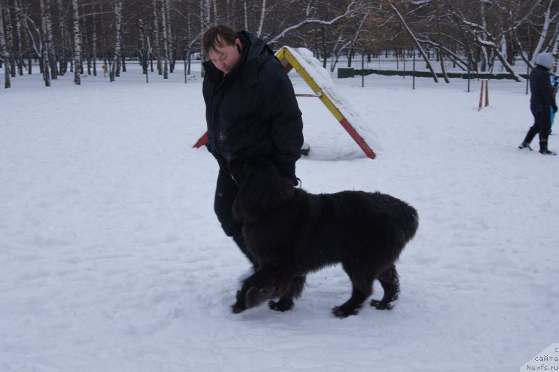 Фото: ньюфаундленд Sent Djons Larel Leolanda (Сент Джонс Ларель Леоланда)