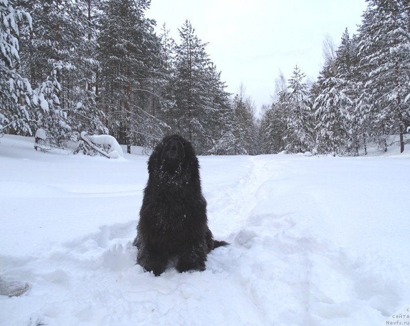 Фото: ньюфаундленд Andjel Viktorius (Анджел Викториус)