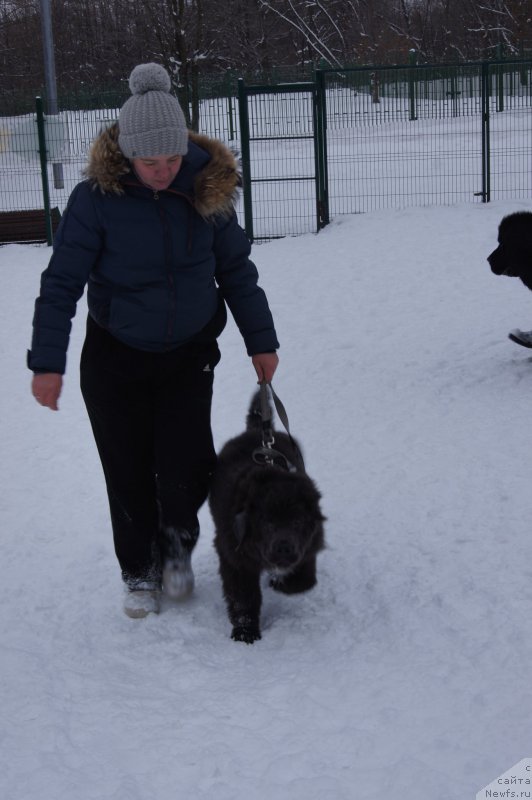 Фото: ньюфаундленд Angel Khranitel Gruffidd (Ангел Хранитель Граффидд)