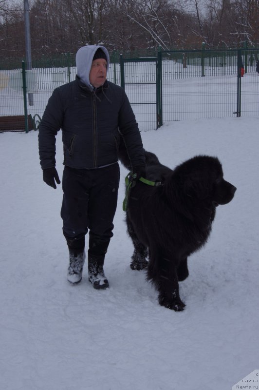 Фото: ньюфаундленд Chisty Brilliant Amigo (Чистый Бриллиант Амиго)