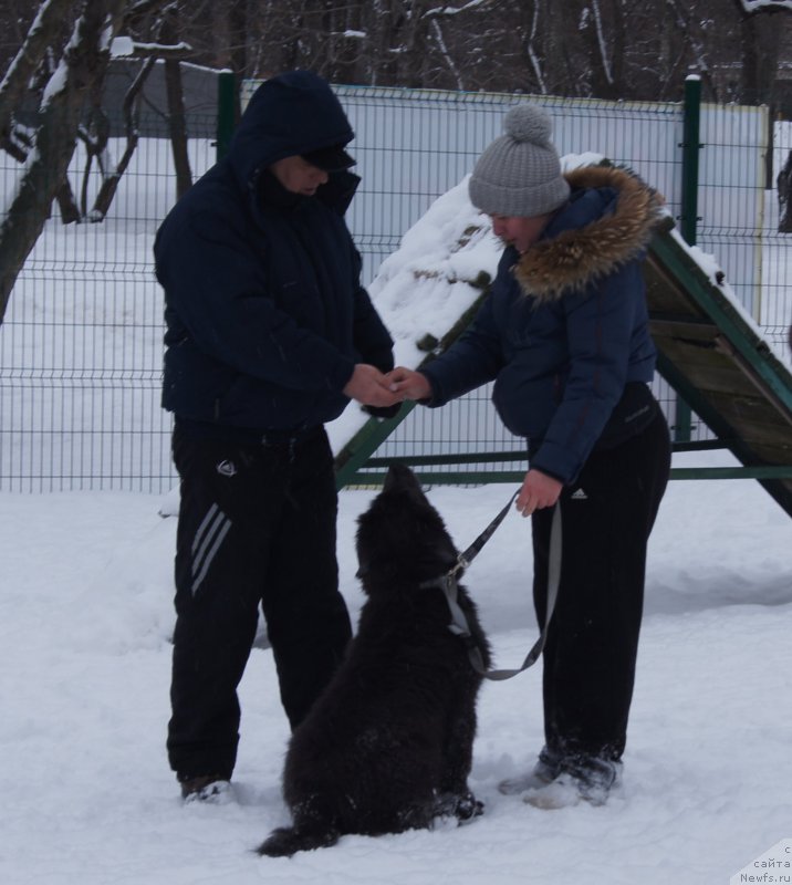 Фото: Aleksandr Burmistrov (Александр Бурмистров), ньюфаундленд Angel Khranitel Gruffidd (Ангел Хранитель Граффидд)