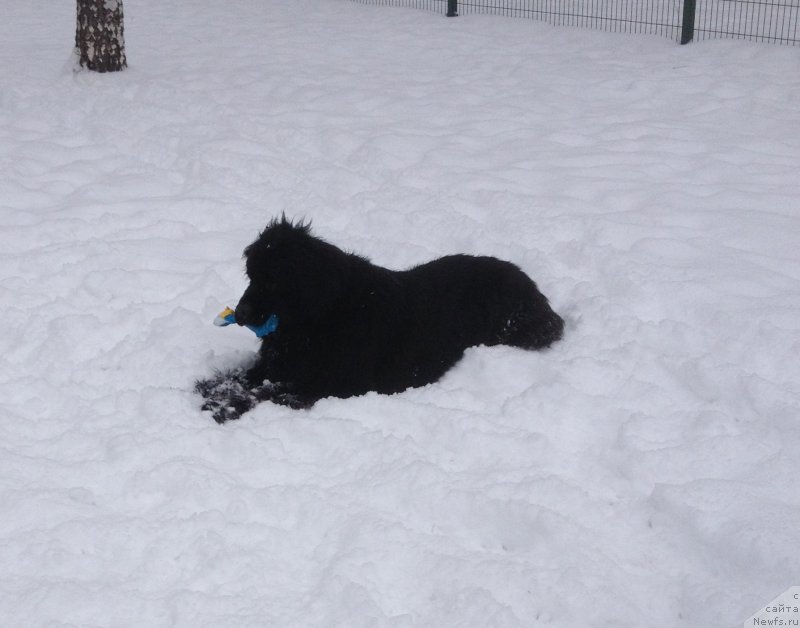 Фото: ньюфаундленд Sent Djons Jozayya Valeri (Сент Джонс Жозайя Валери)