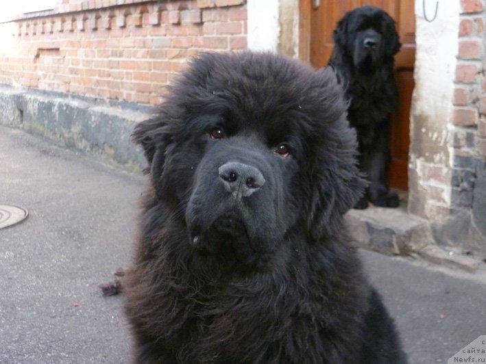 Фото: ньюфаундленд Yahtay s Berega Dona (Яхтай с Берега Дона)