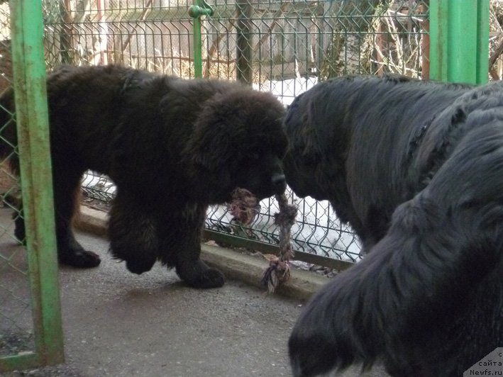 Фото: ньюфаундленд Yahtay s Berega Dona (Яхтай с Берега Дона), ньюфаундленд Sila s Berega Dona (Сила с Берега Дона)