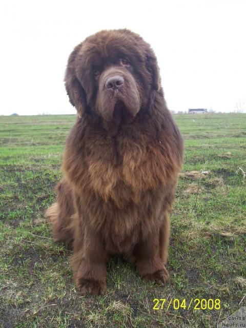 Фото: ньюфаундленд Nastoyaschiy Shik ot Sibirskogo Medvedya (Настоящий Шик от Сибирского Медведя)