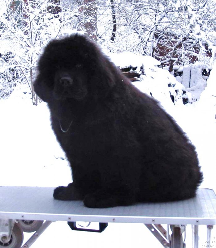 Фото: ньюфаундленд Smigar Every Beat of My Heart (Смигар Эври Бит ов Май Хат)