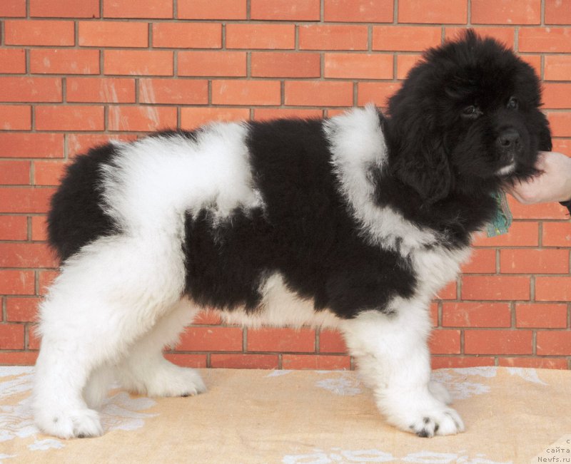 Фото: ньюфаундленд Vinchester from Rashn Bear (Винчестер фром Рашн Беар)