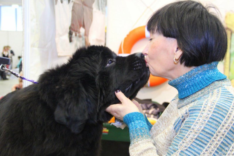 Фото: ньюфаундленд Beguschaya po Volnam Frozen Beauty (Бегущая по Волнам Фрозен Веату)