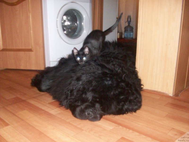 Фотография № 174399