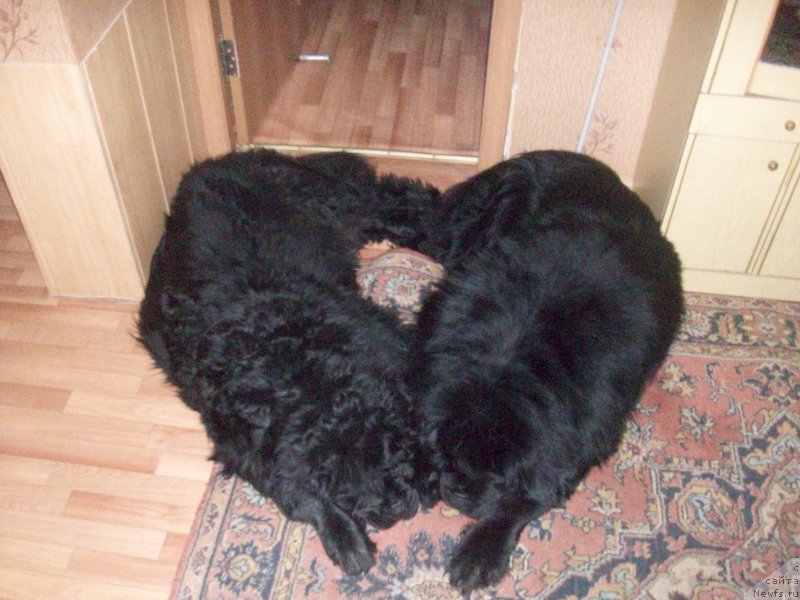 Фото: ньюфаундленд Karat iz Medvejyego Yara (Карат из Медвежьего Яра), ньюфаундленд Yarada iz Sibirskoy Glubinki (Ярада из Сибирской Глубинки)