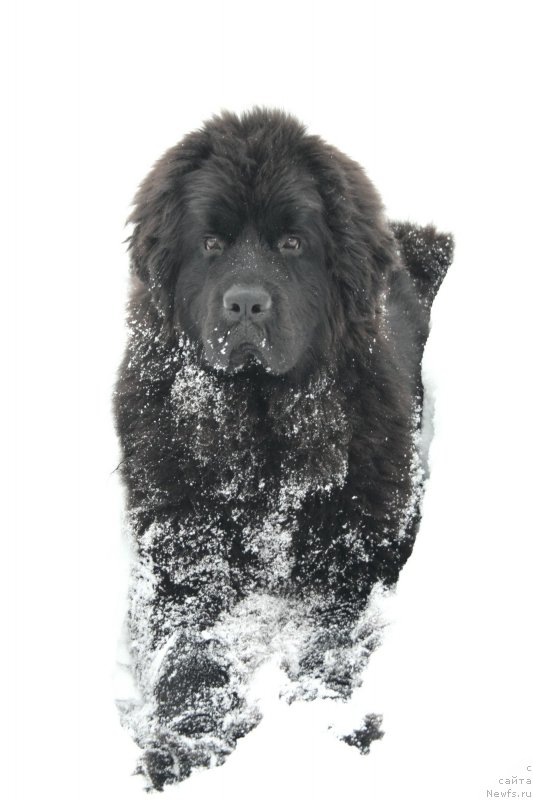 Фото: ньюфаундленд Chernaya Mafia Shengen Visa (Черная Мафия Шенген Виза)