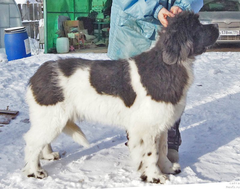 Фото: ньюфаундленд Super Bizon Miroslava (Супер Бизон Мирослава)