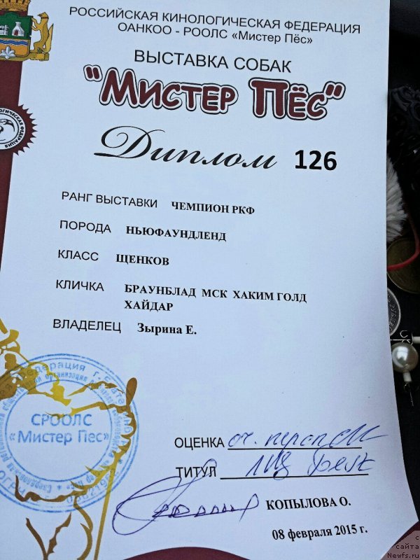 Фото: ньюфаундленд Brownblood MSK Hakim Gold Haydar (Браунблад МСК Хаким Голд Хайдар)