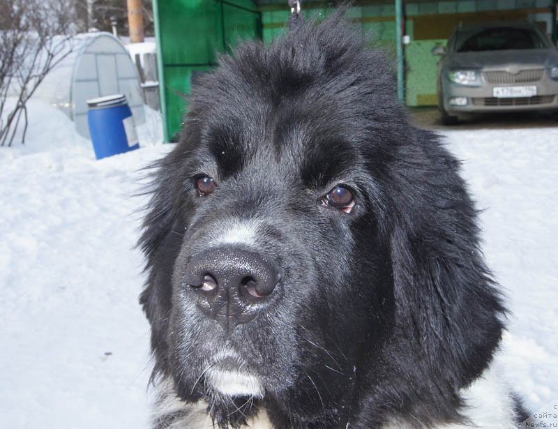 Фото: ньюфаундленд Super Bizon Miroslava (Супер Бизон Мирослава)