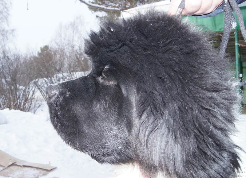 Фото: ньюфаундленд Super Bizon Miroslava (Супер Бизон Мирослава)