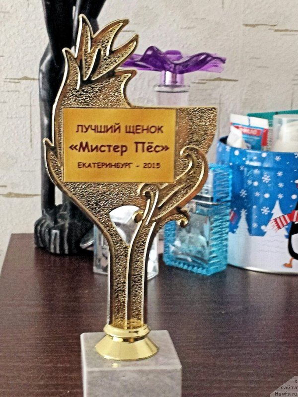 Фото: ньюфаундленд Brownblood MSK Hakim Gold Haydar (Браунблад МСК Хаким Голд Хайдар)