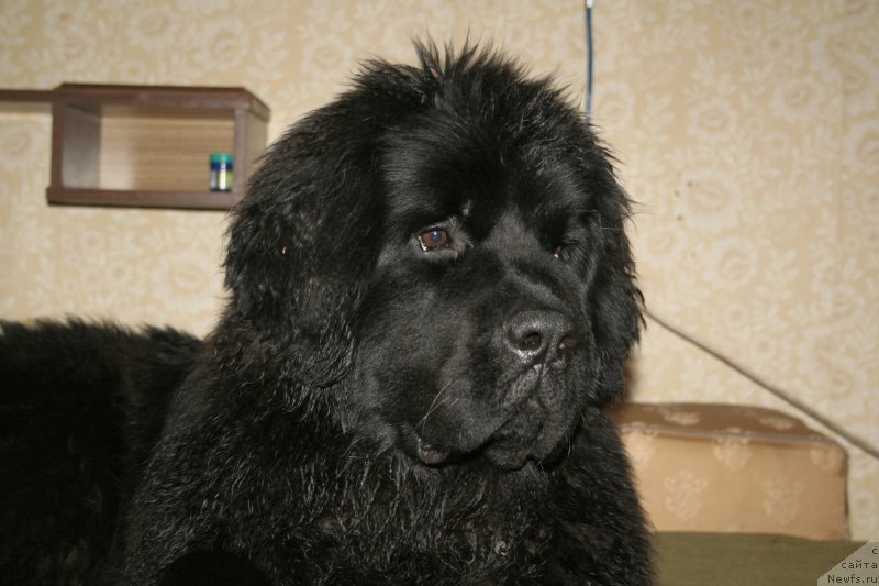 Фото: ньюфаундленд Chernaya Mafia Shengen Visa (Черная Мафия Шенген Виза)