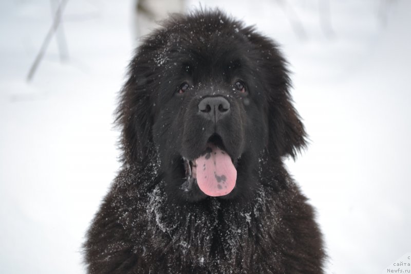 Фото: ньюфаундленд Mnogolikaya Boginya Manifik (Многоликая Богиня Манифик)
