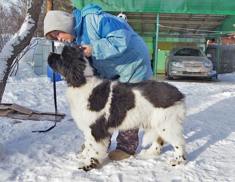 Фото: ньюфаундленд Super Bizon Miroslava (Супер Бизон Мирослава)